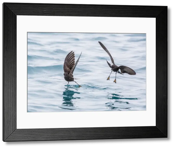 Framed Print : Adult Wilsons storm petrels (Oceanites oceanicus), surface feeding at Grytviken Framed Print : Adult Wilsons storm petrels (Oceanites oceanicus), surface feeding at Grytviken