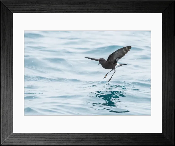 Framed Print : Adult Wilsons storm petrel (Oceanites oceanicus), surface feeding at Grytviken, South Georgia Framed Print : Adult Wilsons storm petrel (Oceanites oceanicus), surface feeding at Grytviken, South Georgia