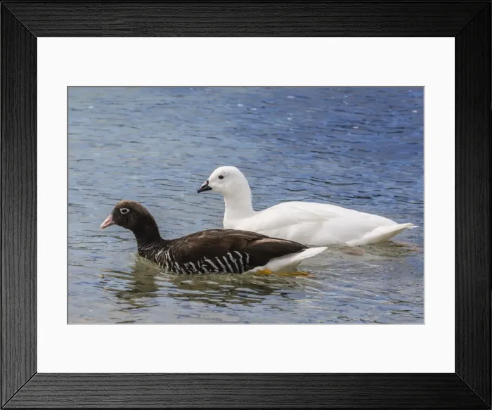Framed Print : Adult kelp goose pair (Chloephaga hybrida), female in front, New Island Nature Reserve Framed Print : Adult kelp goose pair (Chloephaga hybrida), female in front, New Island Nature Reserve
