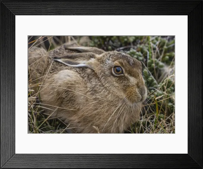 Framed Print : The introduced and very invasive European rabbit (Oryctolagus cuniculus), outside Stanley Framed Print : The introduced and very invasive European rabbit (Oryctolagus cuniculus), outside Stanley