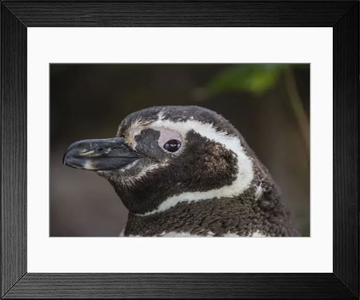 Framed Print : Adult Magellanic penguin (Spheniscus magellanicus) head detail, Gypsy Cove, outside Stanley Framed Print : Adult Magellanic penguin (Spheniscus magellanicus) head detail, Gypsy Cove, outside Stanley