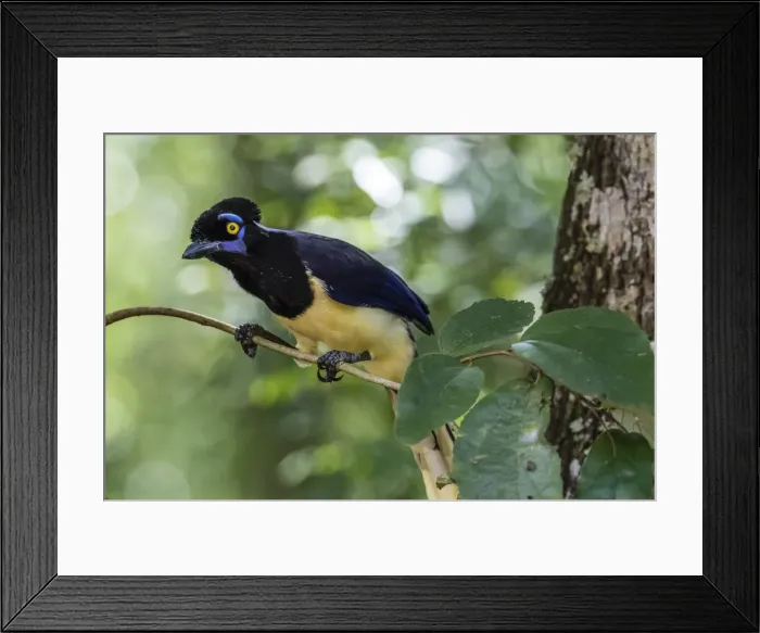 Framed Print : Adult plush-crested jay (Cyanocorax chrysops), in Iguazu Falls National Park, Misiones Framed Print : Adult plush-crested jay (Cyanocorax chrysops), in Iguazu Falls National Park, Misiones