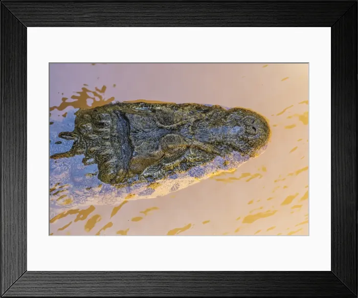 Framed Print : Adult Yacare caiman (Caiman yacare), head detail, within Iguazu Falls National Park Framed Print : Adult Yacare caiman (Caiman yacare), head detail, within Iguazu Falls National Park