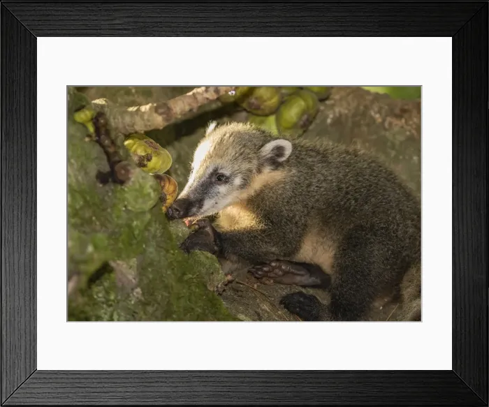 Framed Print : Adult South American coati (Nasua nasua), Iguazu Falls National Park, Misiones, Argentina Framed Print : Adult South American coati (Nasua nasua), Iguazu Falls National Park, Misiones, Argentina