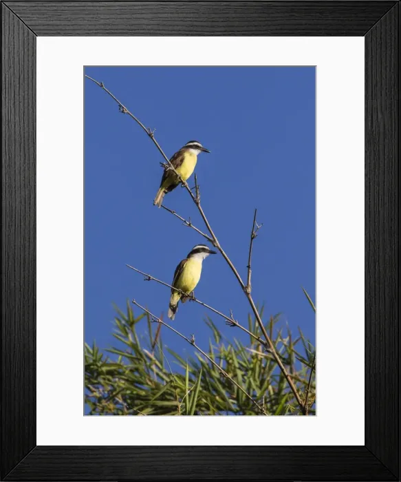 Framed Print : Great Kiskadee pair (Pitangus sulphuratus), Iguazu Falls National Park, Misiones Framed Print : Great Kiskadee pair (Pitangus sulphuratus), Iguazu Falls National Park, Misiones