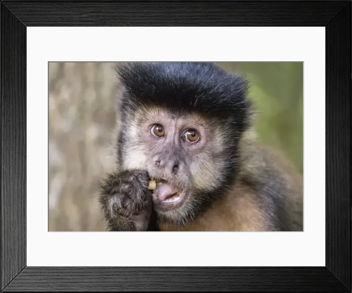 Framed Print : Adult black capuchin (Sapajus nigritus) head detail, Iguazu Falls National Park, Misiones Framed Print : Adult black capuchin (Sapajus nigritus) head detail, Iguazu Falls National Park, Misiones