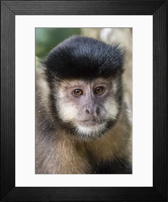 Framed Print : Adult black capuchin (Sapajus nigritus) head detail, Iguazu Falls National Park, Misiones Framed Print : Adult black capuchin (Sapajus nigritus) head detail, Iguazu Falls National Park, Misiones