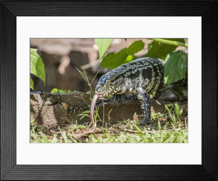 Framed Print : Argentine tegu lizard (Tupinambis merianae) in Iguazu Falls National Park, Misiones Framed Print : Argentine tegu lizard (Tupinambis merianae) in Iguazu Falls National Park, Misiones