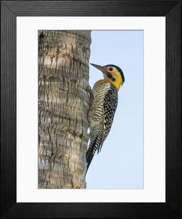 Framed Print : Campo flicker (Colaptes campestris), within Iguazu Falls National Park, Misiones Framed Print : Campo flicker (Colaptes campestris), within Iguazu Falls National Park, Misiones