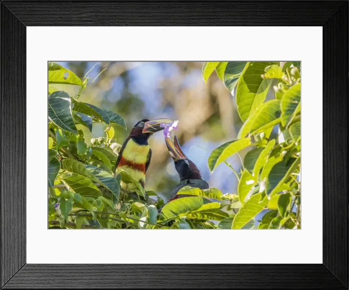 Framed Print : Chestnut-eared aracari (Pteroglossus castanotis), pair feeding within Iguazu Falls National Park Framed Print : Chestnut-eared aracari (Pteroglossus castanotis), pair feeding within Iguazu Falls National Park