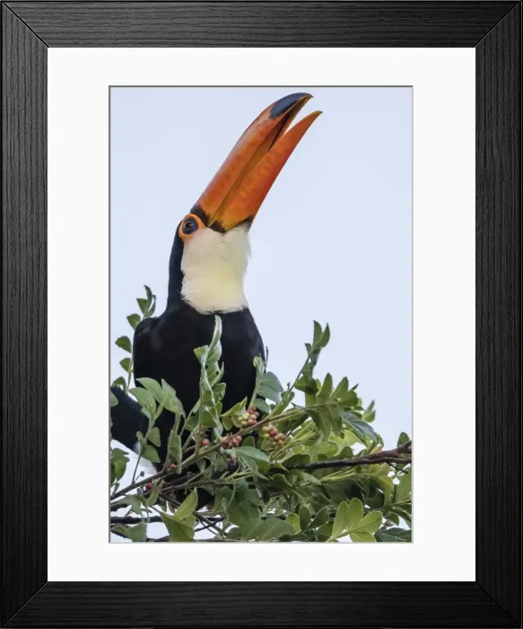 Framed Print : Toco toucan (Ramphastos toco), feeding within Iguazu Falls National Park, Misiones Framed Print : Toco toucan (Ramphastos toco), feeding within Iguazu Falls National Park, Misiones