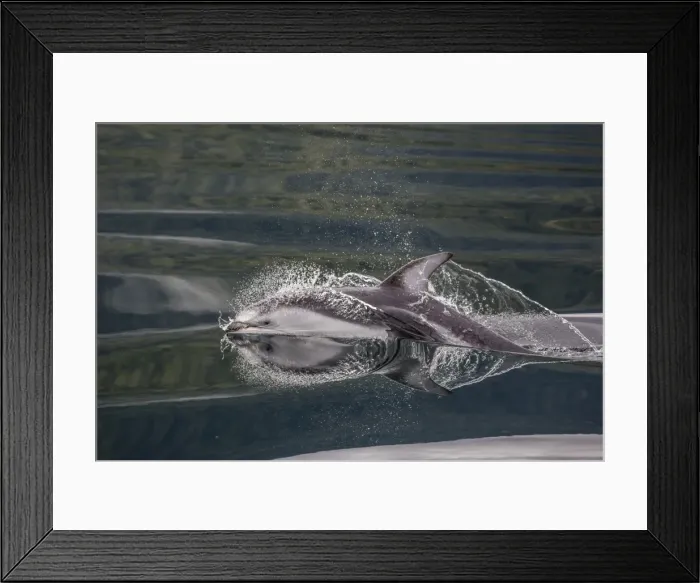 Framed Print : Pacific white-sided dolphin (Lagenorhynchus obliquidens), surfacing in Johnstone Strait Framed Print : Pacific white-sided dolphin (Lagenorhynchus obliquidens), surfacing in Johnstone Strait