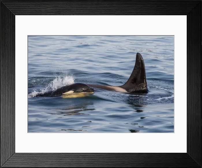 Framed Print : A calf and adult killer whale (Orcinus orca) surfacing in Glacier Bay National Park Framed Print : A calf and adult killer whale (Orcinus orca) surfacing in Glacier Bay National Park