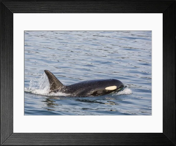 Framed Print : An adult killer whale (Orcinus orca) surfacing in Glacier Bay National Park, Southeast Alaska Framed Print : An adult killer whale (Orcinus orca) surfacing in Glacier Bay National Park, Southeast Alaska