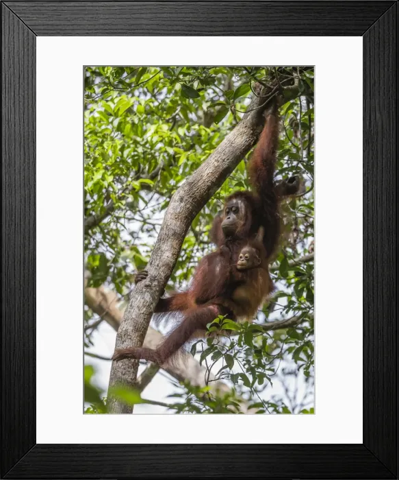 Framed Print : Reintroduced mother and infant orangutan (Pongo pygmaeus) in tree in Tanjung Puting National Park