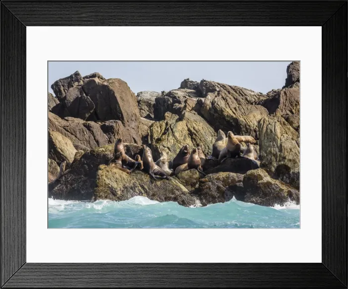 Framed Print : Steller sea lion (Eumetopias jubatus), haul out ons Gang Gwaay Llanagaay, Anthony Island Framed Print : Steller sea lion (Eumetopias jubatus), haul out ons Gang Gwaay Llanagaay, Anthony Island