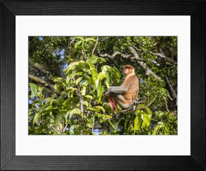 Framed Print : Adult male proboscis monkey (Nasalis larvatus), endemic to Borneo, Tanjung Puting National Park