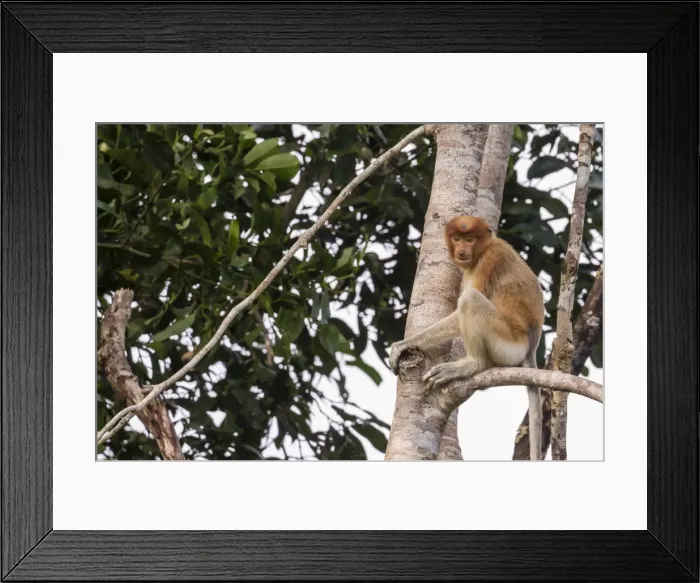 Framed Print : Proboscis monkey (Nasalis larvatus) endemic to Borneo, Tanjung Puting National Park Framed Print : Proboscis monkey (Nasalis larvatus) endemic to Borneo, Tanjung Puting National Park
