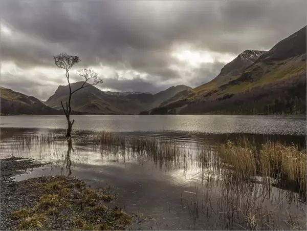 Lone winter tree with marginal golden grasses, Buttermere, Lake District National Park