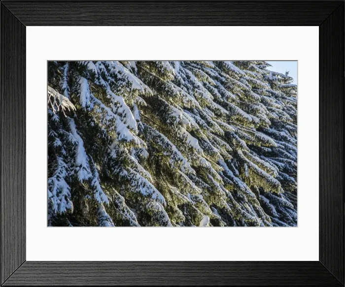 Framed Print : Branches of trees covered with snow after a heavy snowfall, Gerola Valley, Valtellina Framed Print : Branches of trees covered with snow after a heavy snowfall, Gerola Valley, Valtellina