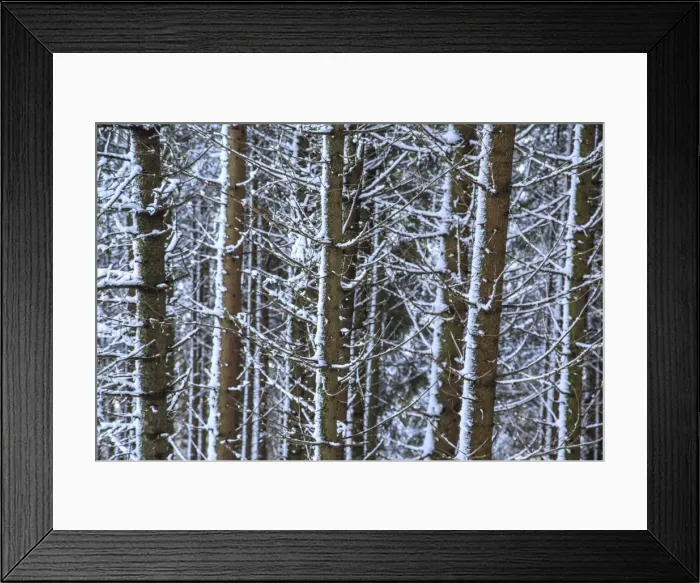 Framed Print : Trees covered with snow in the woods after a heavy snowfall, Masino Valley, Valtellina Framed Print : Trees covered with snow in the woods after a heavy snowfall, Masino Valley, Valtellina