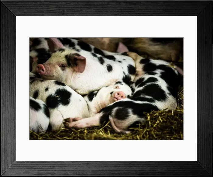 Framed Print : Piglets in Gloucestershire, England, United Kingdom, Europe Framed Print : Piglets in Gloucestershire, England, United Kingdom, Europe