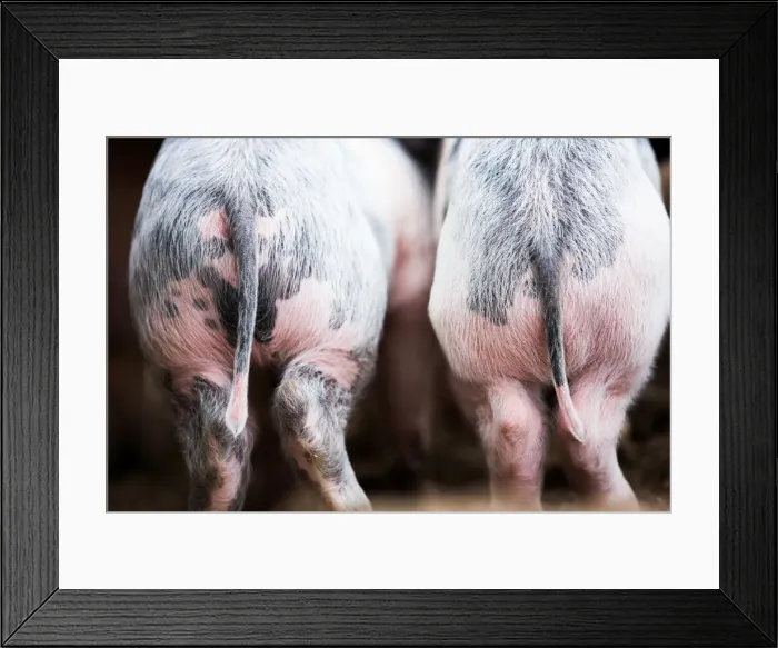Framed Print : Gloucestershire spot pigs, United Kingdom, Europe Framed Print : Gloucestershire spot pigs, United Kingdom, Europe