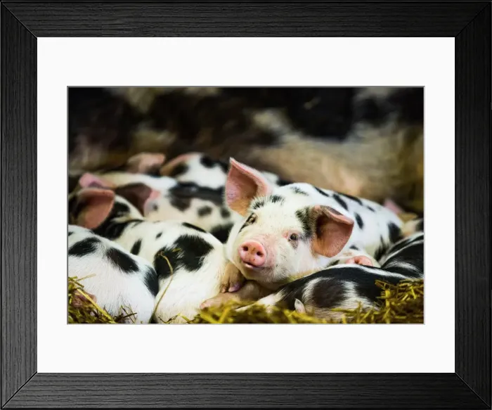 Framed Print : Piglets in Gloucestershire, England, United Kingdom, Europe Framed Print : Piglets in Gloucestershire, England, United Kingdom, Europe