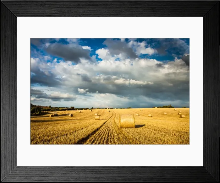 Framed Print : Baled field, Gloucestershire, England, United Kingdom, Europe Framed Print : Baled field, Gloucestershire, England, United Kingdom, Europe