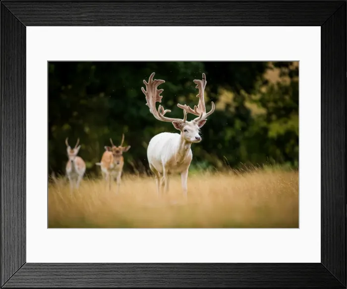 Framed Print : Deer, United Kingdom, Europe Framed Print : Deer, United Kingdom, Europe