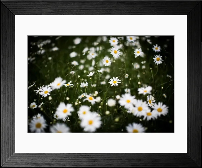 Framed Print : Daisies, United Kingdom, Europe Framed Print : Daisies, United Kingdom, Europe