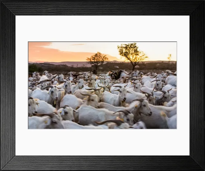 Framed Print : Goats in Andalucia, Spain, Europe Framed Print : Goats in Andalucia, Spain, Europe