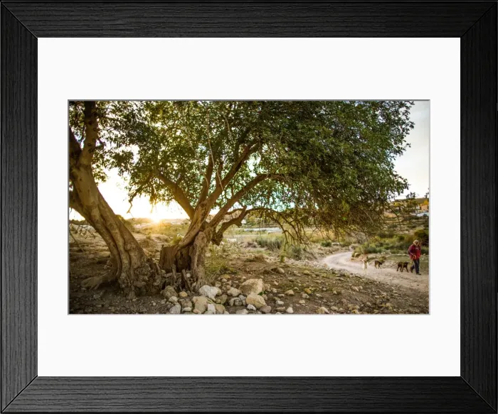 Framed Print : Goat herder in Andalucia, Spain, Europe Framed Print : Goat herder in Andalucia, Spain, Europe