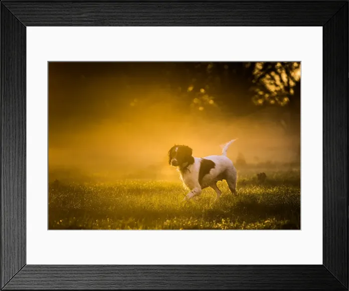 Framed Print : Springer spaniel, Oxfordshire, England, United Kingdom, Europe Framed Print : Springer spaniel, Oxfordshire, England, United Kingdom, Europe