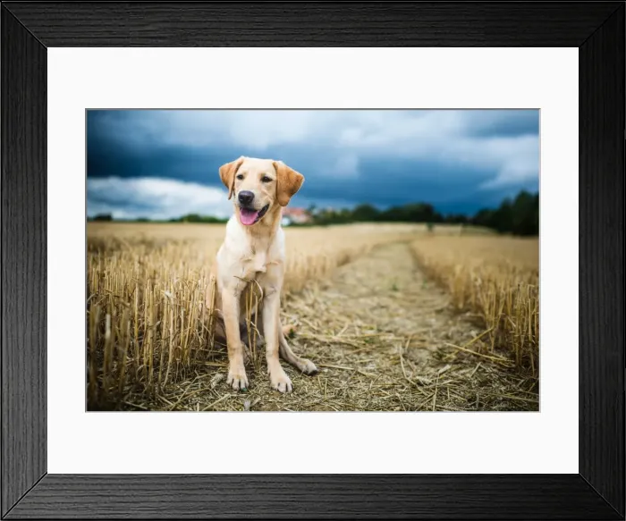 Framed Print : Labrador in field, Oxfordshire, England, United Kingdom, Europe Framed Print : Labrador in field, Oxfordshire, England, United Kingdom, Europe