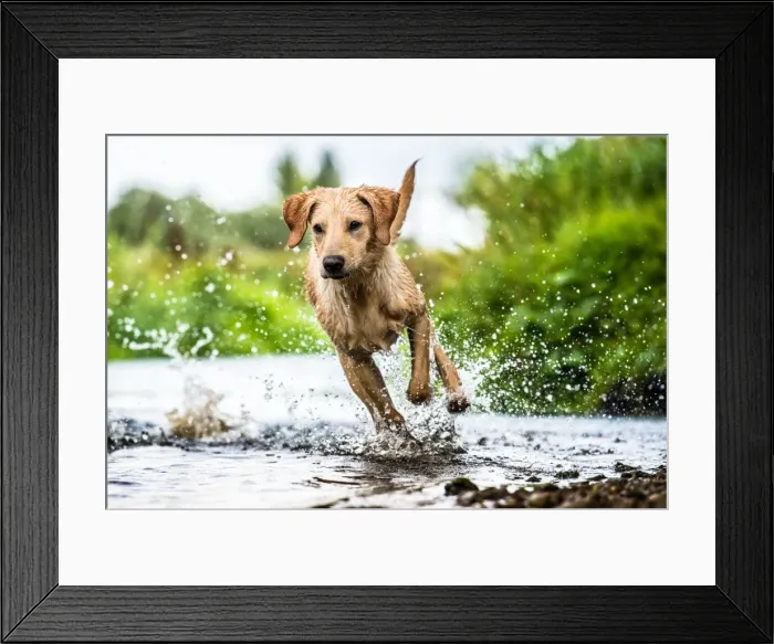 Framed Print : Labrador in water, Oxfordshire, England, United Kingdom, Europe Framed Print : Labrador in water, Oxfordshire, England, United Kingdom, Europe