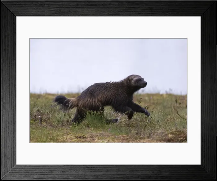 Framed Print : Wolverine (Gulo gulo), Kuhmo, Finland, Scandinavia, Europe Framed Print : Wolverine (Gulo gulo), Kuhmo, Finland, Scandinavia, Europe