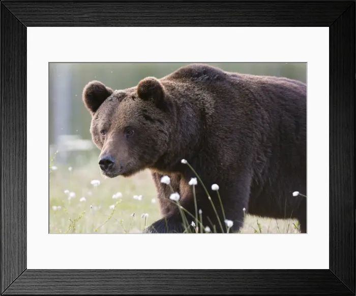 Framed Print : European brown bear (Ursus arctos), Kuhmo, Finland, Scandinavia, Europe Framed Print : European brown bear (Ursus arctos), Kuhmo, Finland, Scandinavia, Europe