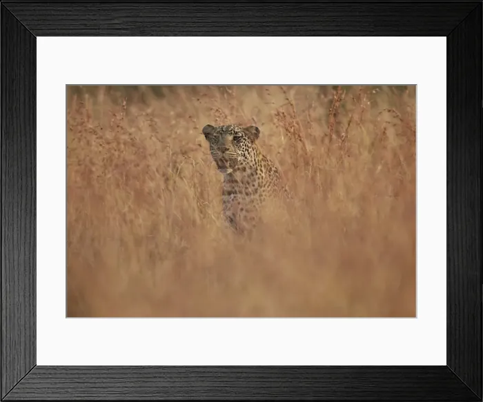 Framed Print : Leopard (Panthera pardus) in tall grass, Kruger National Park, South Africa, Africa Framed Print : Leopard (Panthera pardus) in tall grass, Kruger National Park, South Africa, Africa