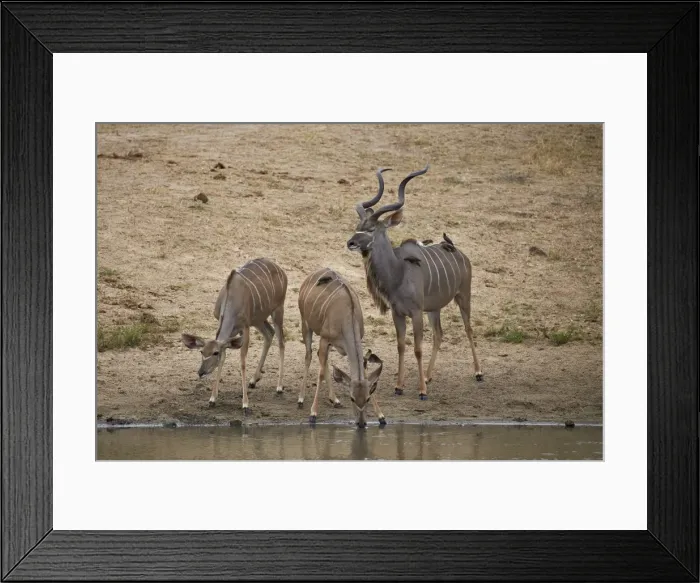Framed Print : Greater kKudu (Tragelaphus strepsiceros) buck with two doe drinking, Kruger National Park Framed Print : Greater kKudu (Tragelaphus strepsiceros) buck with two doe drinking, Kruger National Park