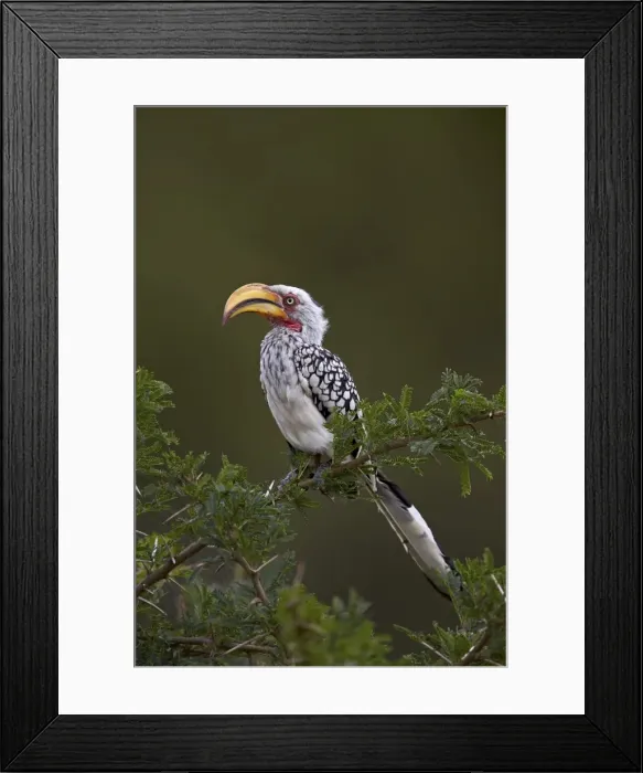 Framed Print : Southern yellow-billed hornbill (Tockus leucomelas), Kruger National Park, South Africa Framed Print : Southern yellow-billed hornbill (Tockus leucomelas), Kruger National Park, South Africa