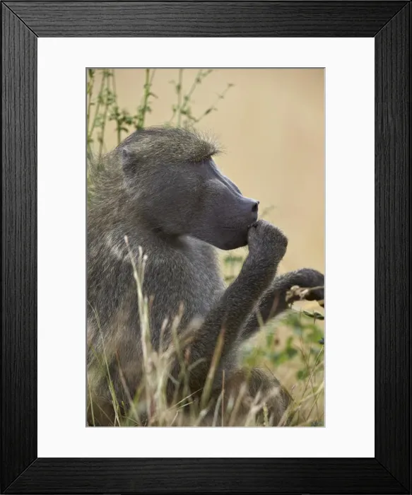 Framed Print : Chacma baboon (Papio ursinus), Kruger National Park, South Africa, Africa Framed Print : Chacma baboon (Papio ursinus), Kruger National Park, South Africa, Africa