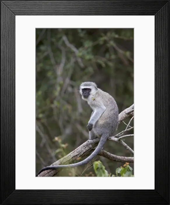 Framed Print : Vervet monkey (Chlorocebus aethiops), Kruger National Park, South Africa, Africa Framed Print : Vervet monkey (Chlorocebus aethiops), Kruger National Park, South Africa, Africa
