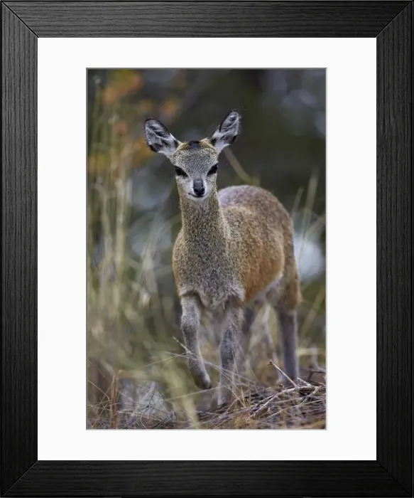 Framed Print : Klipspringer (Oreotragus oreotragus) female, Kruger National Park, South Africa, Africa Framed Print : Klipspringer (Oreotragus oreotragus) female, Kruger National Park, South Africa, Africa