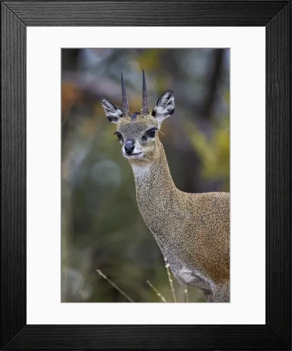 Framed Print : Klipspringer (Oreotragus oreotragus) male, Kruger National Park, South Africa, Africa Framed Print : Klipspringer (Oreotragus oreotragus) male, Kruger National Park, South Africa, Africa