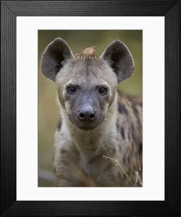 Framed Print : Spotted hyena (spotted hyaena) (Crocuta crocuta), Kruger National Park, South Africa Framed Print : Spotted hyena (spotted hyaena) (Crocuta crocuta), Kruger National Park, South Africa