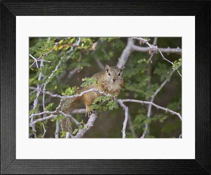 Framed Print : Tree squirrel (Smiths bush squirrel) (yellow-footed squirrel) (Paraxerus cepapi) Framed Print : Tree squirrel (Smiths bush squirrel) (yellow-footed squirrel) (Paraxerus cepapi)