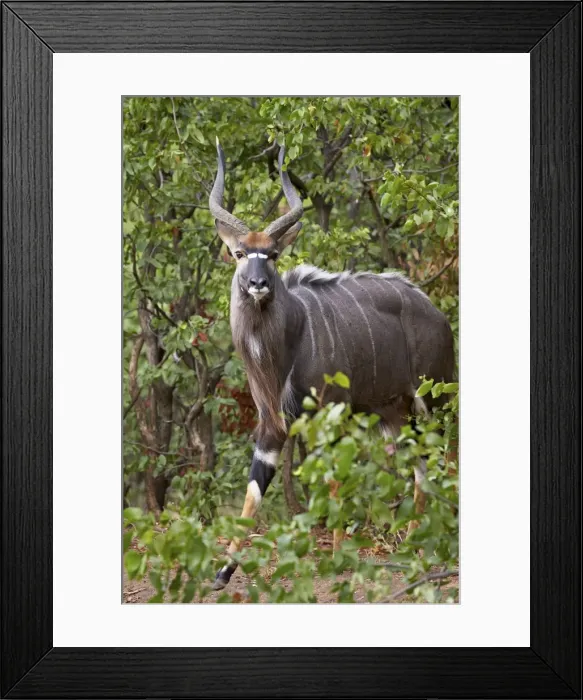 Framed Print : Nyala (Tragelaphus angasii) buck, Kruger National Park, South Africa, Africa Framed Print : Nyala (Tragelaphus angasii) buck, Kruger National Park, South Africa, Africa