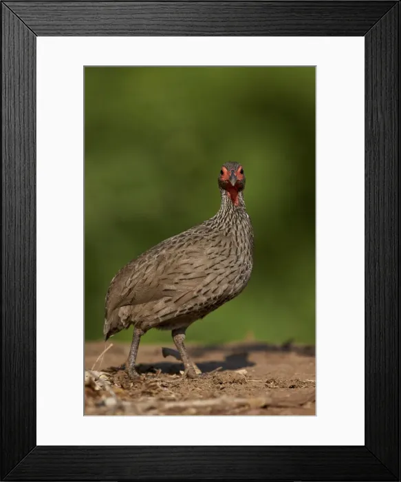 Framed Print : Swainsons francolin (Swainsons spurfowl) (Pternistes swainsonii), Kruger National Park Framed Print : Swainsons francolin (Swainsons spurfowl) (Pternistes swainsonii), Kruger National Park
