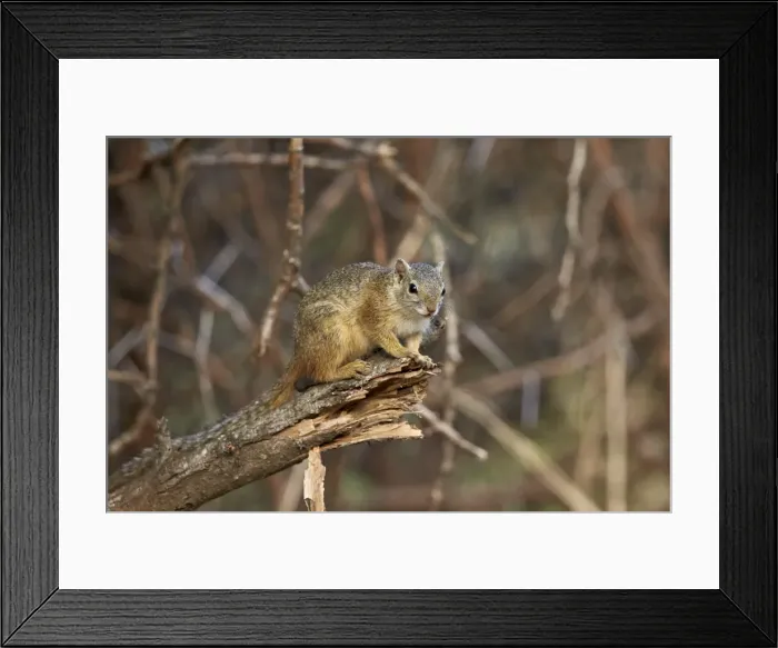 Framed Print : Tree squirrel (Smiths bush squirrel) (yellow-footed squirrel) (Paraxerus cepapi) Framed Print : Tree squirrel (Smiths bush squirrel) (yellow-footed squirrel) (Paraxerus cepapi)